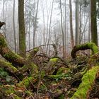 Chaos im Nebelwald