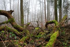 Chaos im Nebelwald