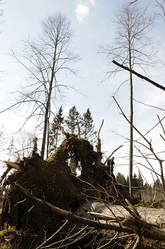 chaos im wald