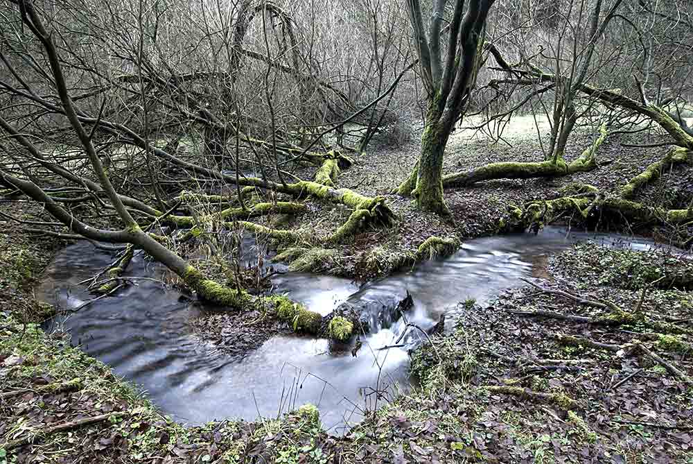 "Chaos im Wald"