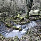 "Chaos im Wald"