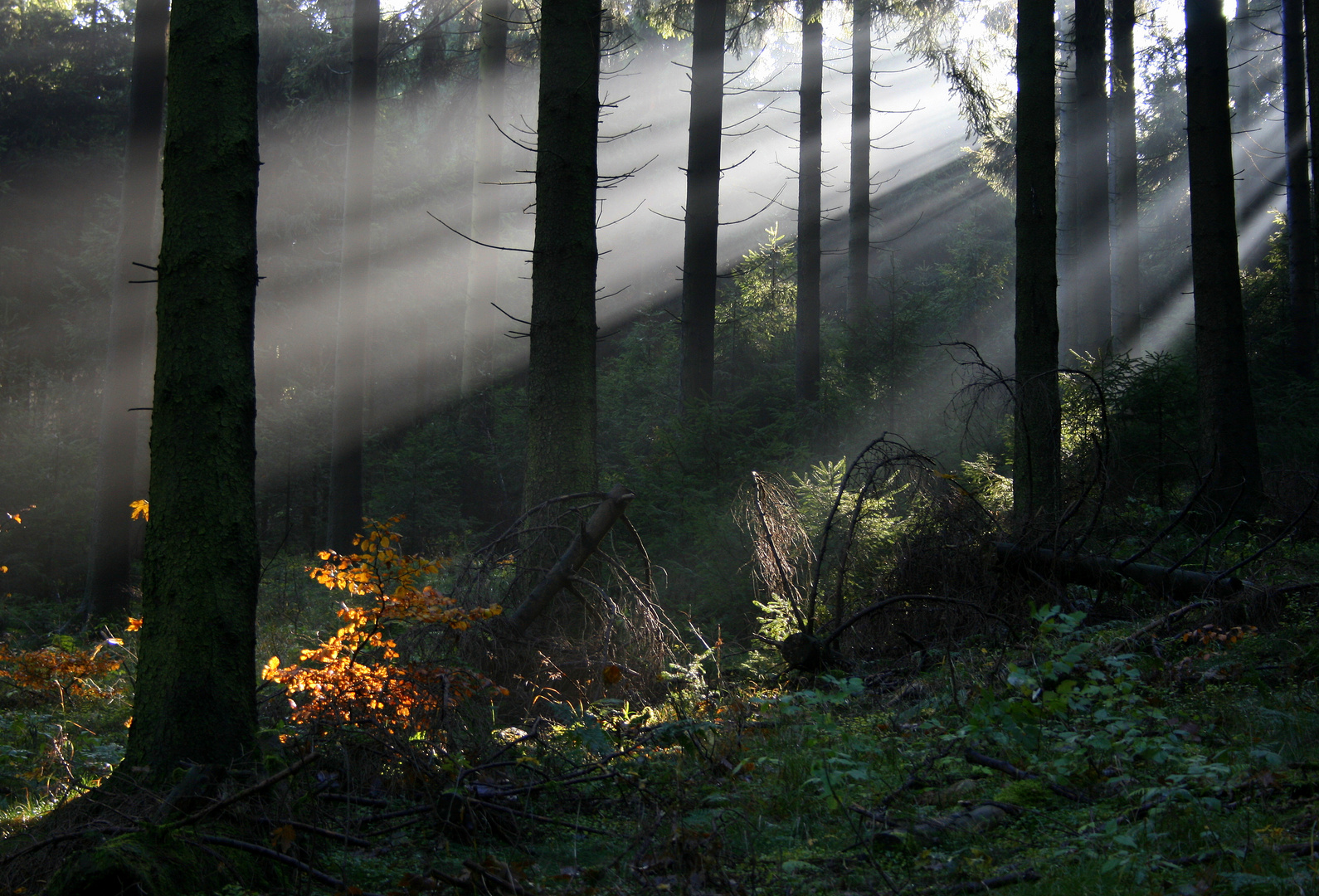 Chaos im Wald