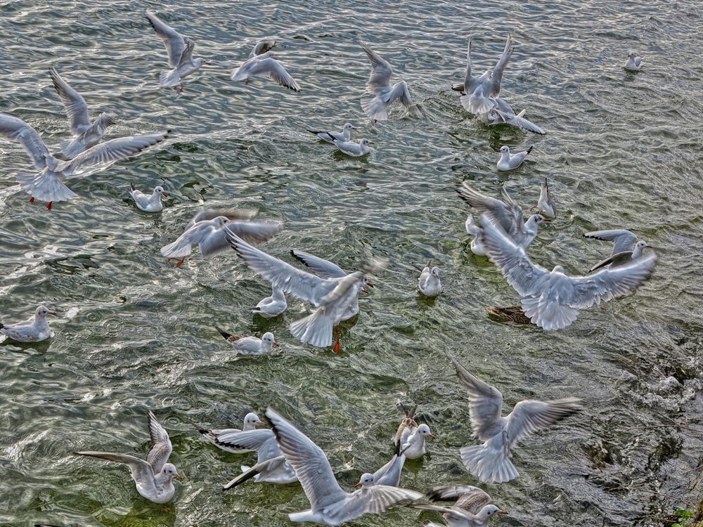 Chaos im Wasser von Kleinhappel 