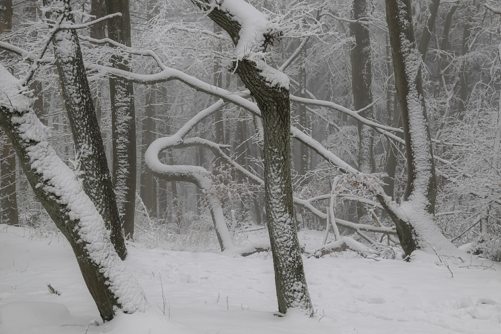 Chaos im Winterwald