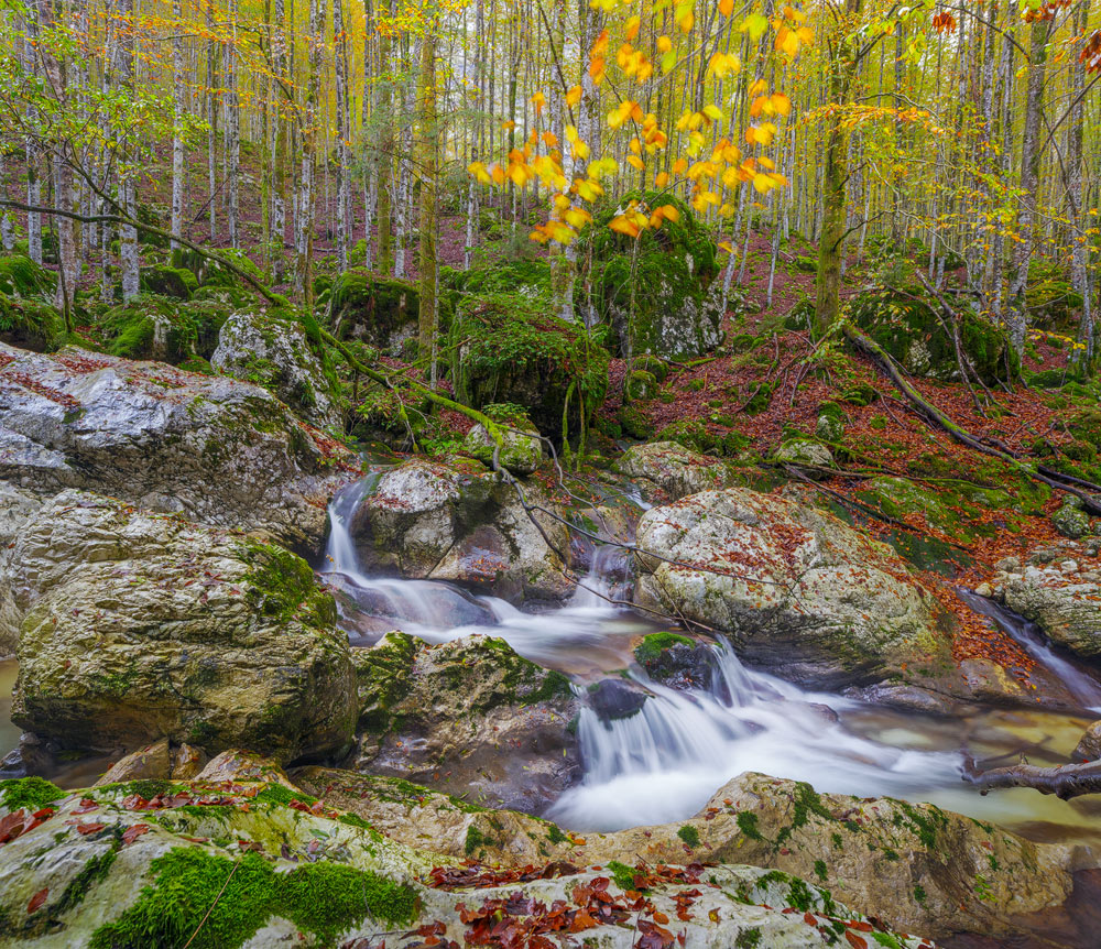 Chaos pur in der Natur