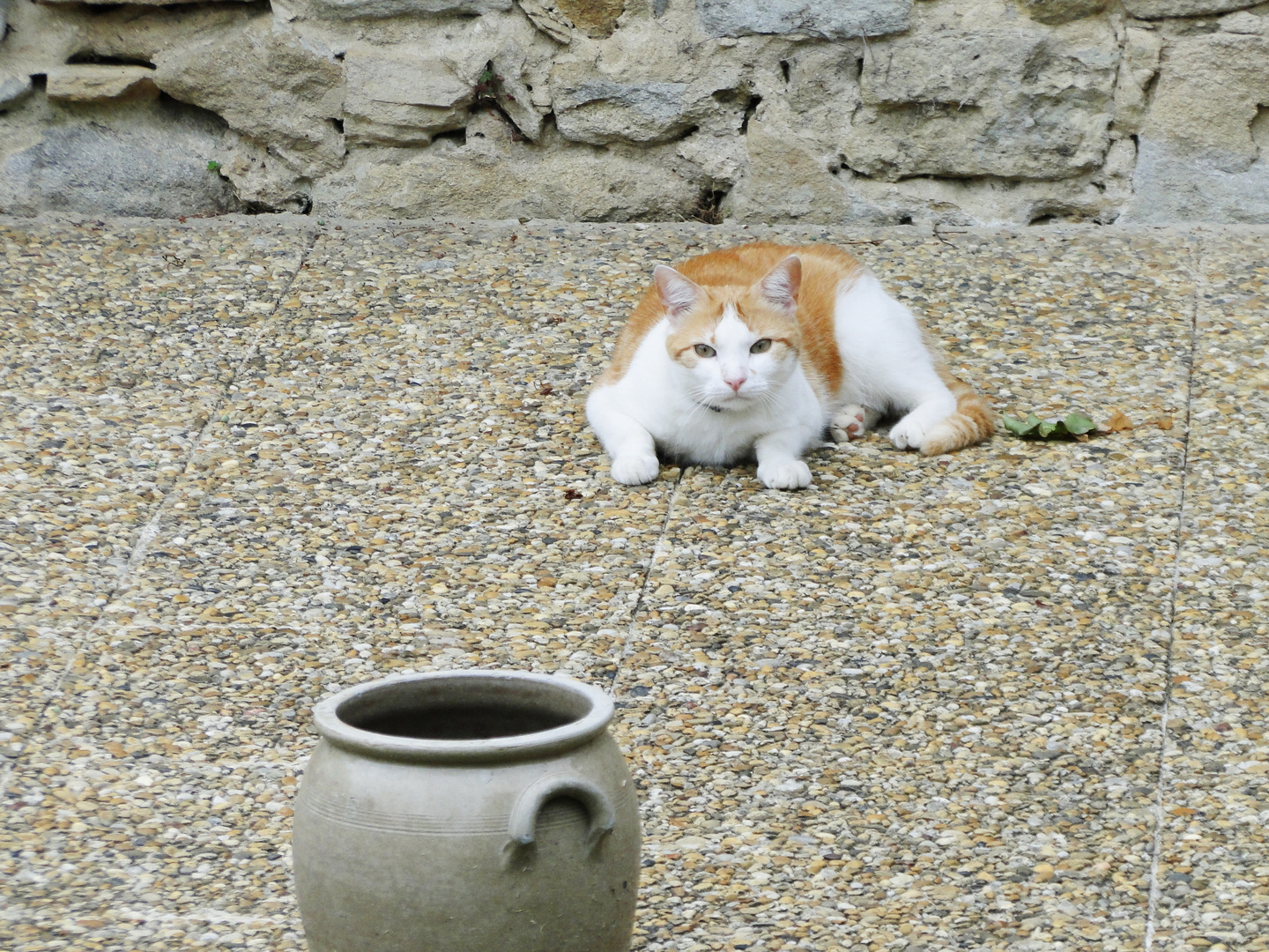 Chapeau Chat Pot Photo Et Image Animaux Animaux Domestiques Chats Images Fotocommunity