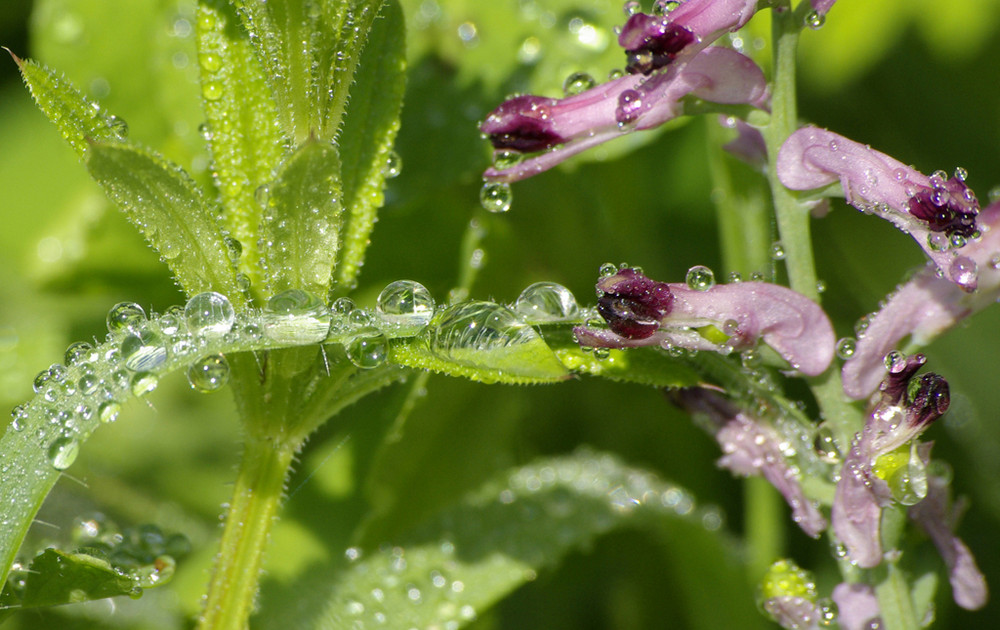 chapelelet de rosée