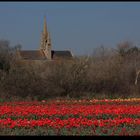 " Chapelle Notre-Dame-de Tronoën au milieu des champs de tulipes "