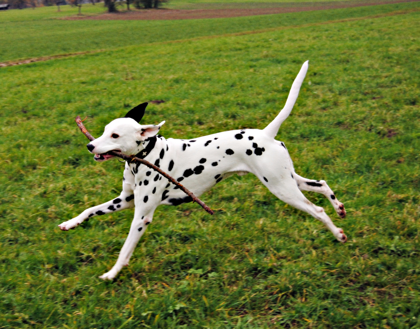 Chaplin Jump