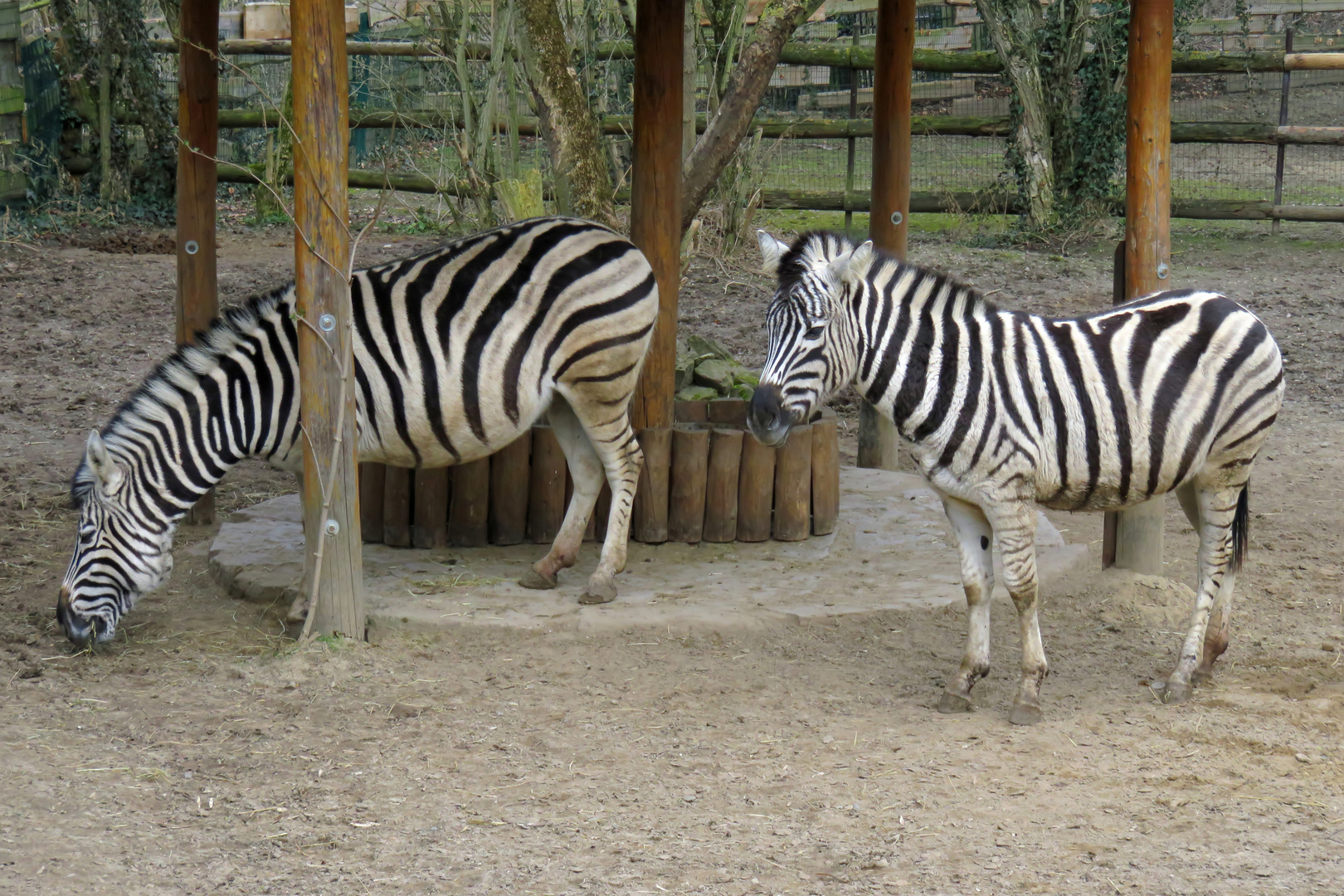 Chapman-Steppenzebras