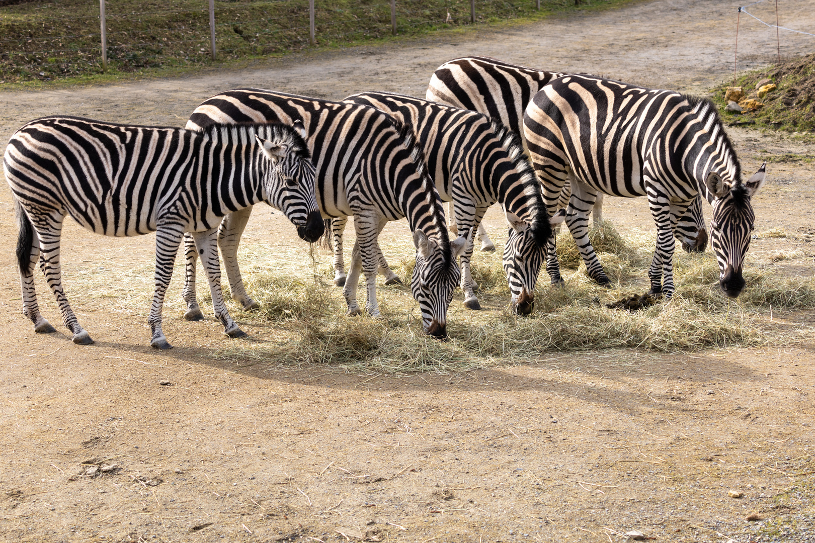 Chapman-Zebra