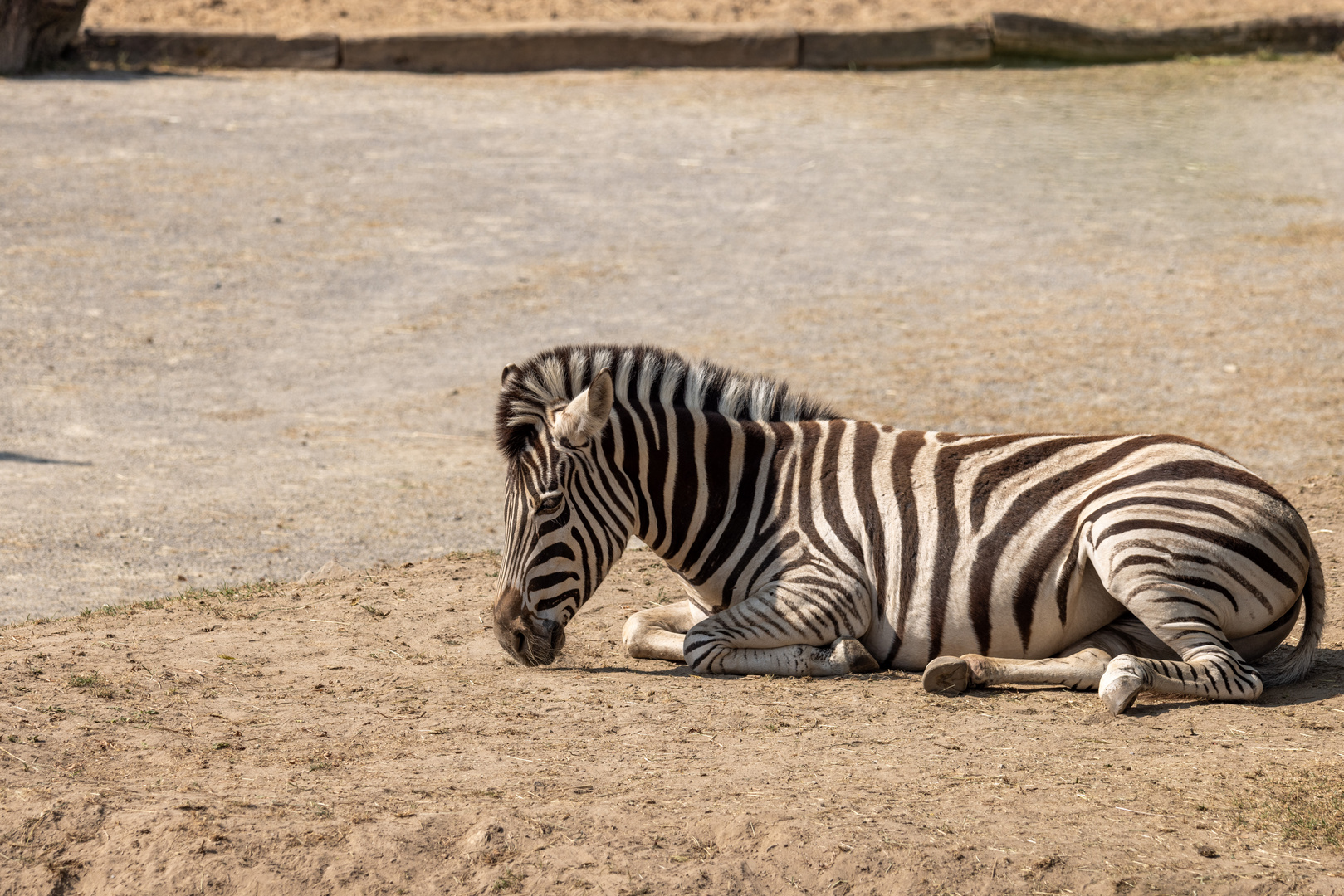 Chapman-Zebra