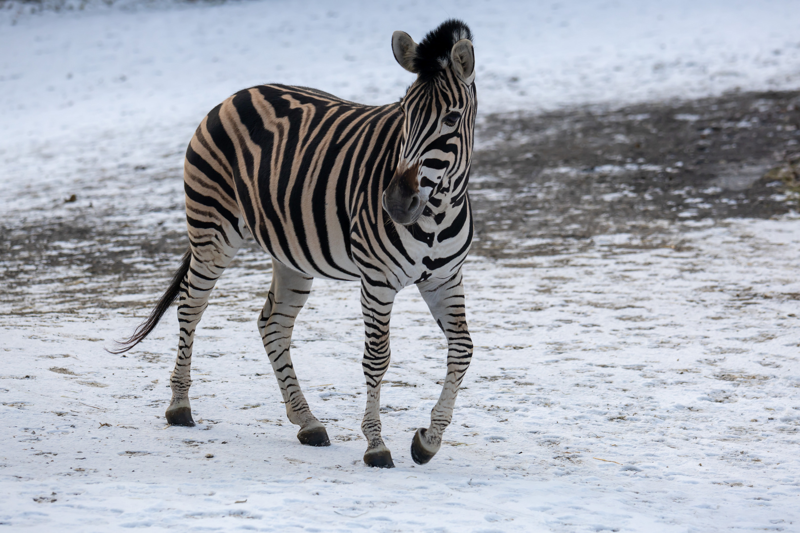 Chapman Zebra