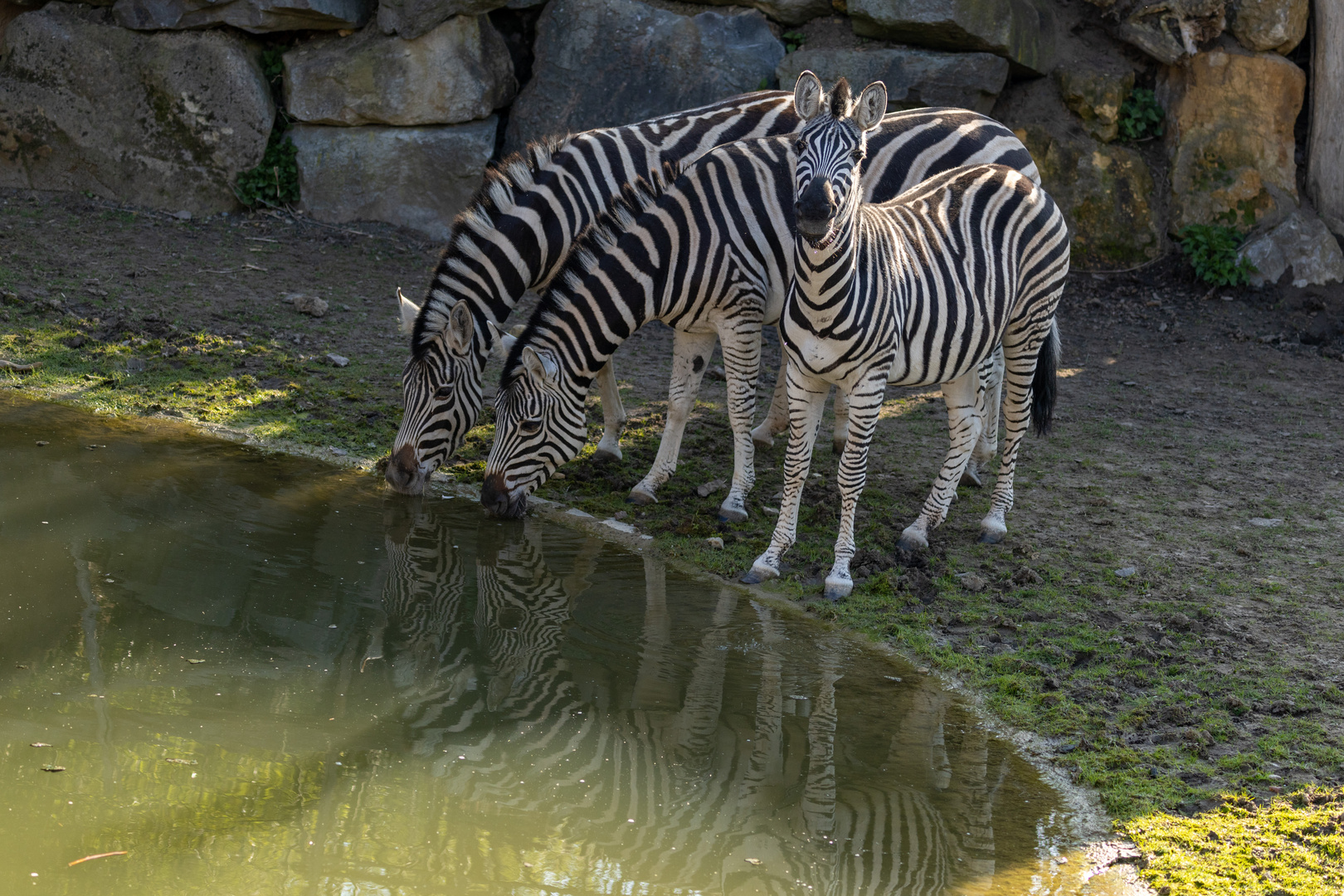 Chapman Zebra