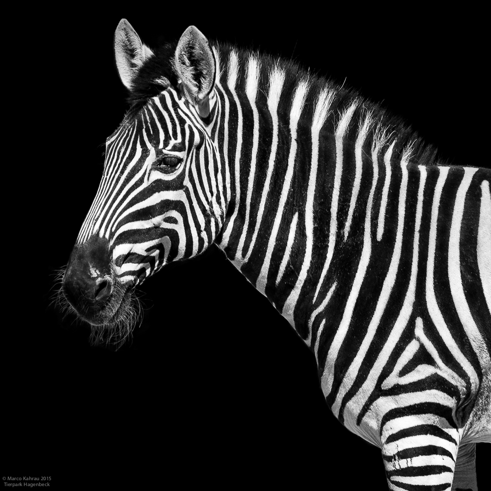 Chapman-Zebra