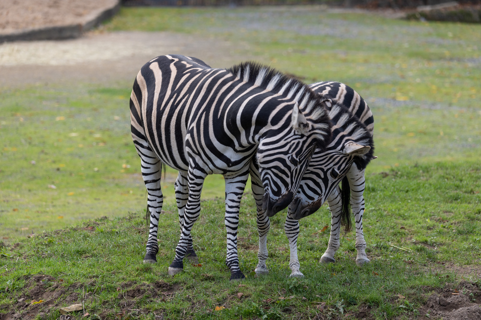 Chapman Zebra