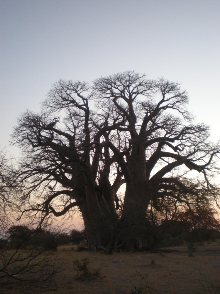 CHAPMAN'S BAOBAB BOTSWANA