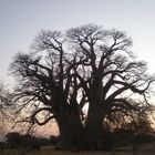 CHAPMAN'S BAOBAB BOTSWANA