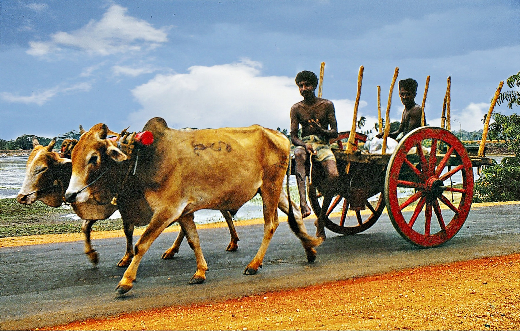 char à boeuf photo et image asia, sri lanka, south asia Images