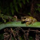 Charadrahyla nephila tree frog Oaxaca