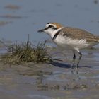 Charadrius alexandrinus ....