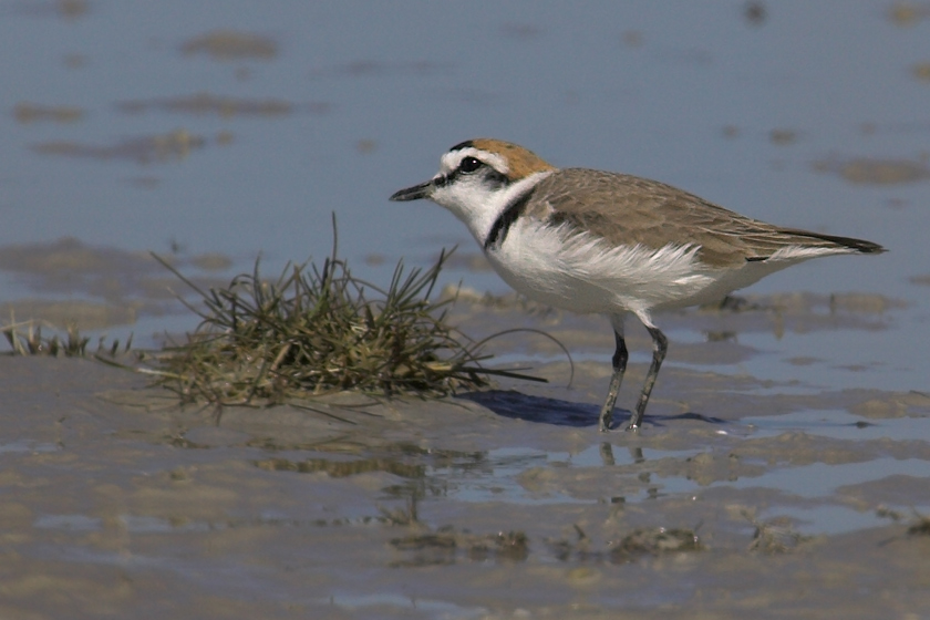 Charadrius alexandrinus ....