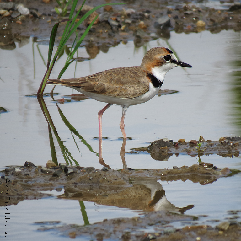 Charadrius collaris