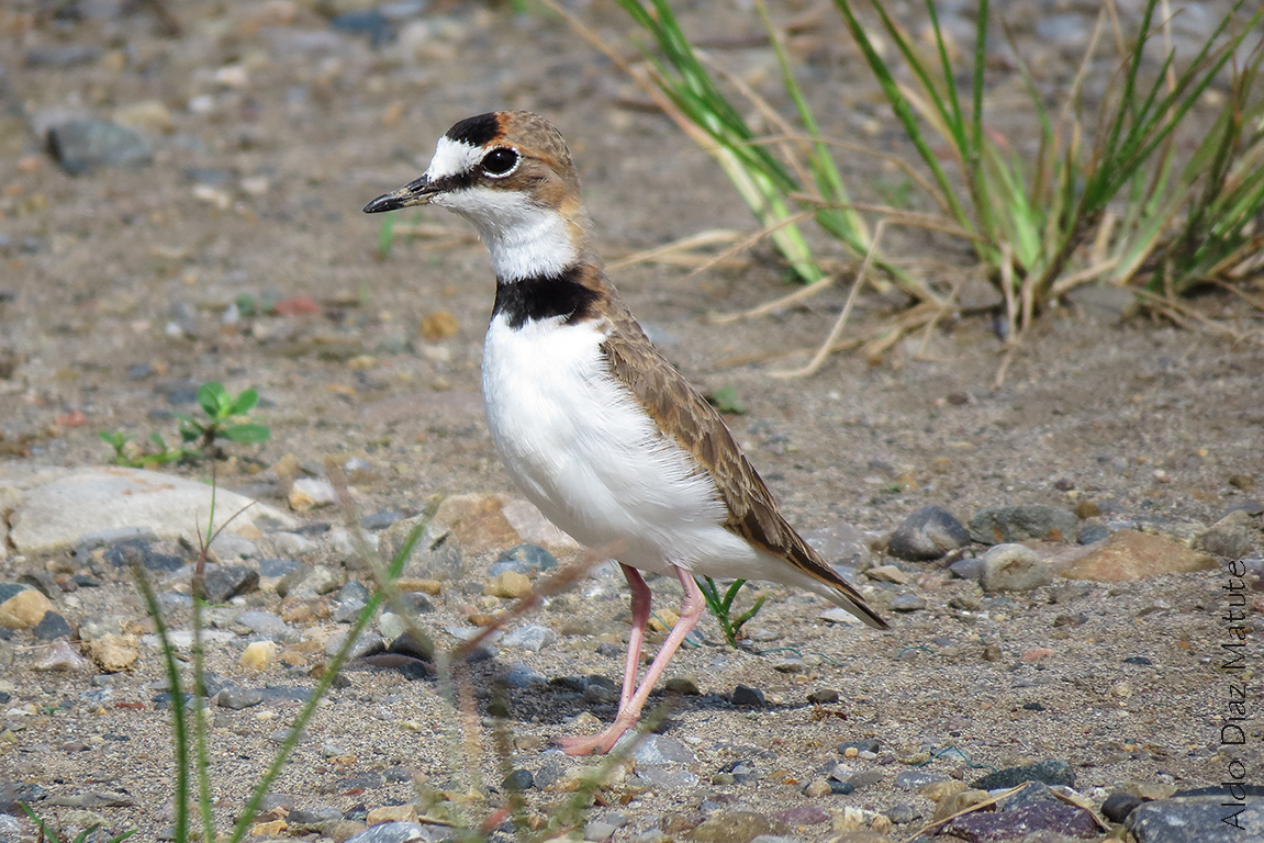 Charadrius collaris