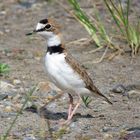 Charadrius collaris