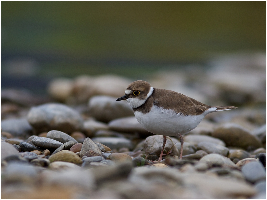 Charadrius dubius