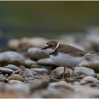 Charadrius dubius