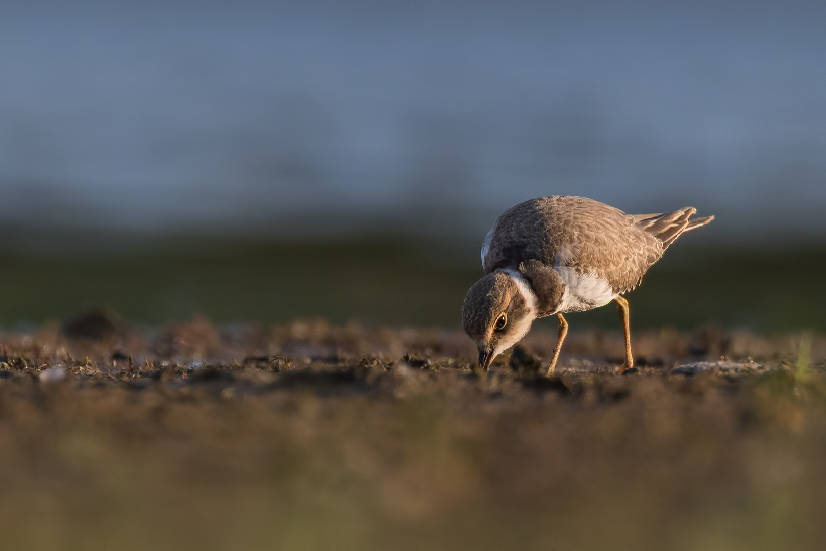 Charadrius dubius