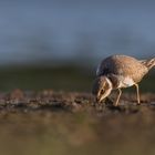 Charadrius dubius