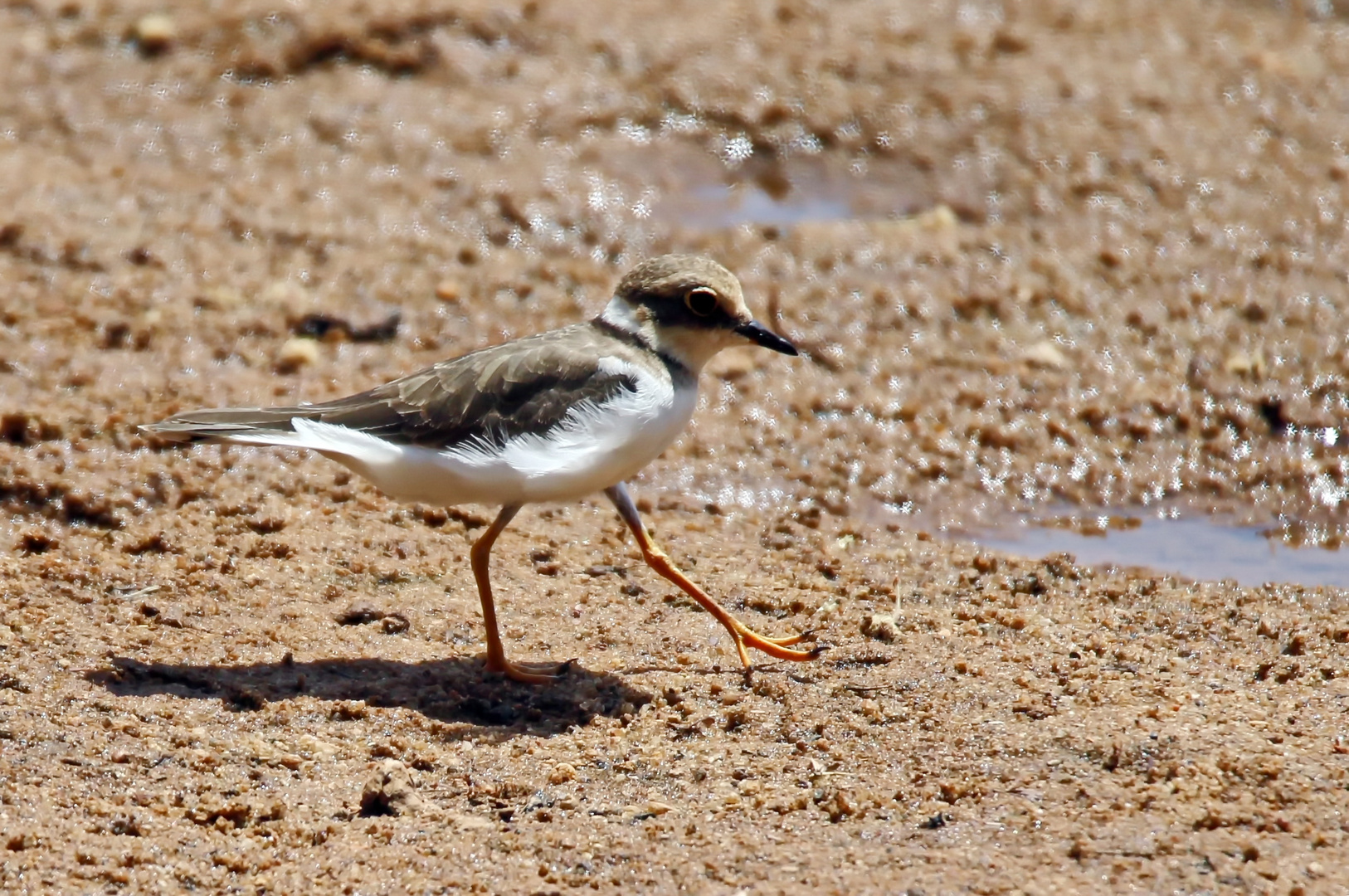 Charadrius dubius curonicus