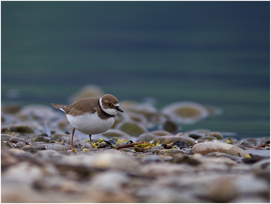 Charadrius dubius II