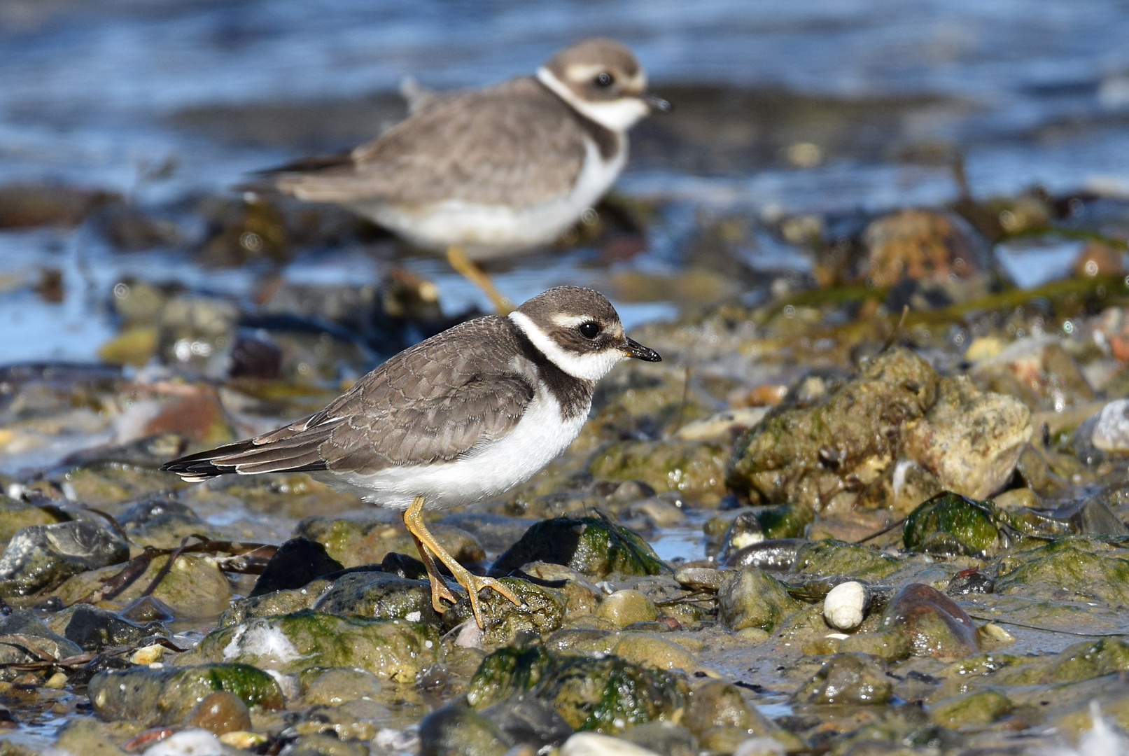 Charadrius hiaticula