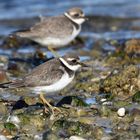 Charadrius hiaticula