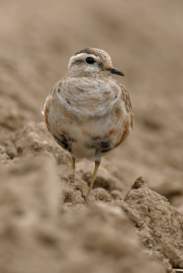 Charadrius morinellus