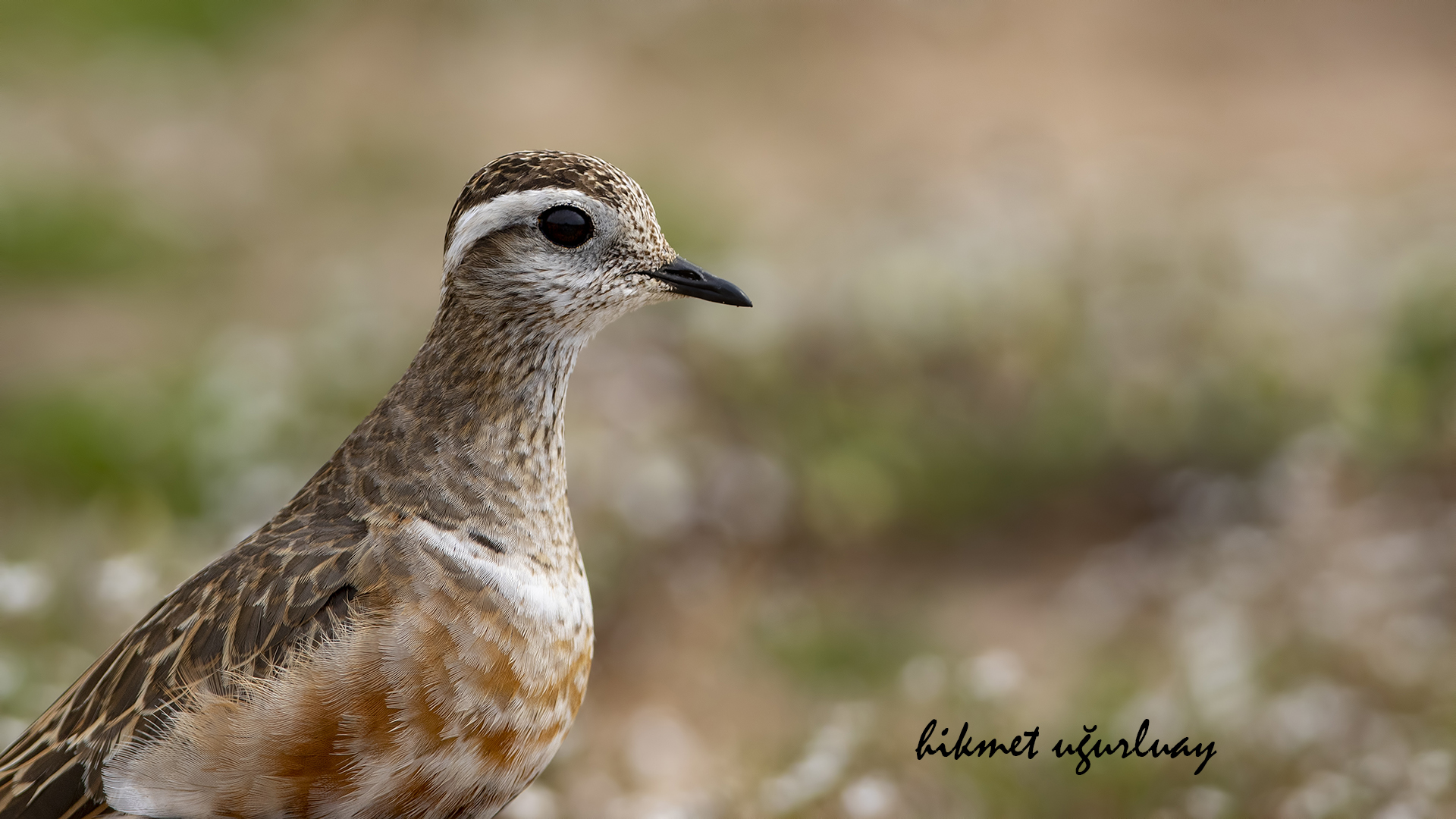 Charadrius morinellus/ Mornellregenpfeifer