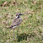 Charadrius pecuarius