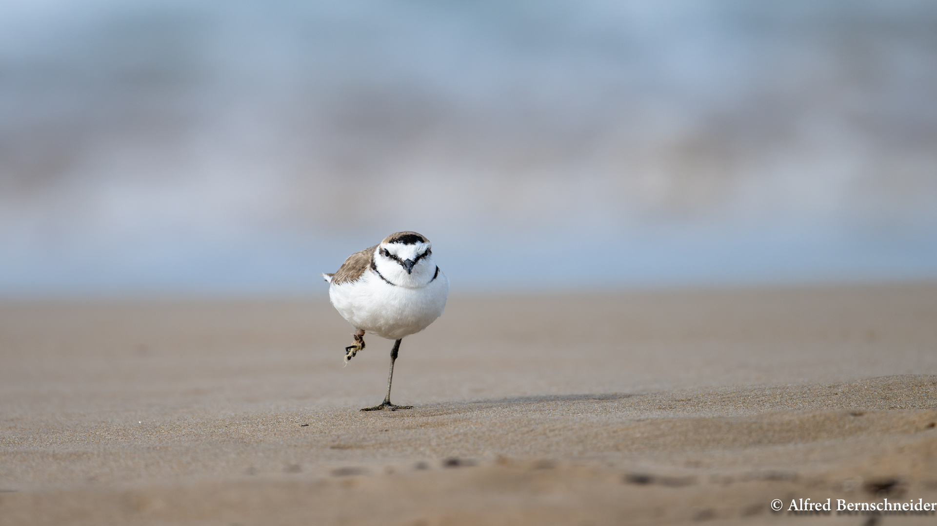 Charadrius / Seeregenpfeifer