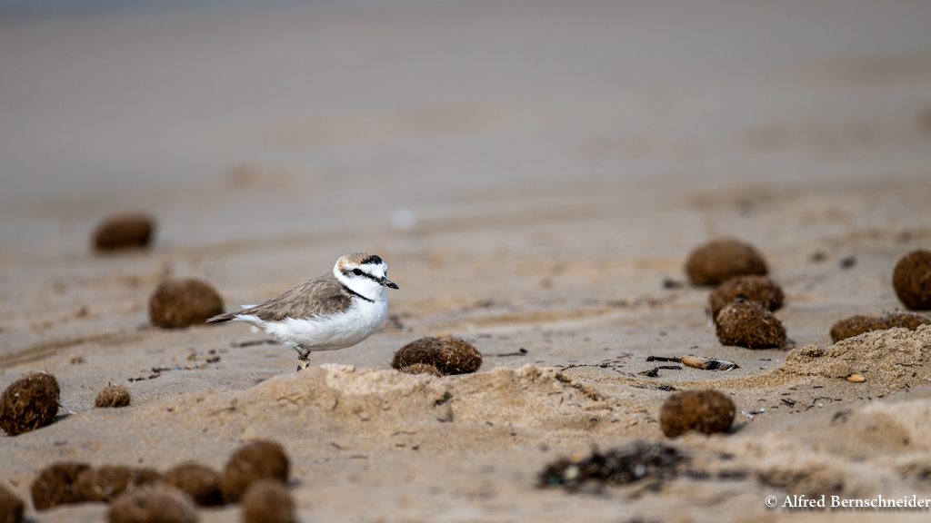 Charadrius / Seeregenpfeifer