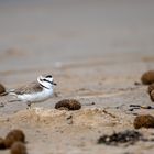 Charadrius / Seeregenpfeifer