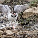 Charadrius tricollaris