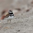 Charadrius vociferus