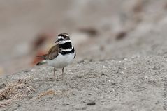 Charadrius vociferus