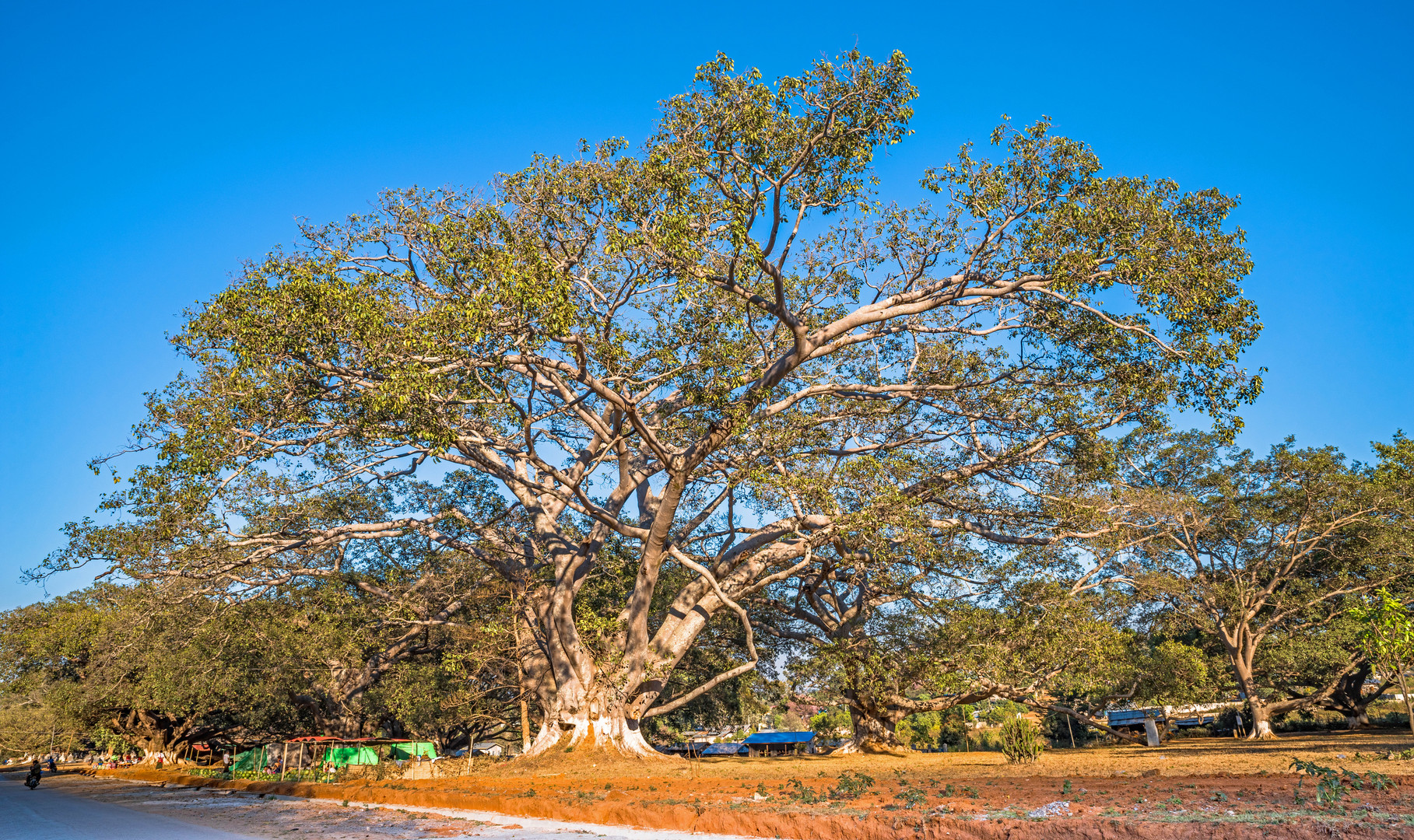 Charakterbaum