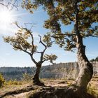 Charakterbaum beim Creux du van