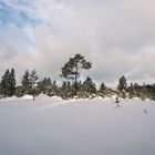 Charakterbaum im Schnee