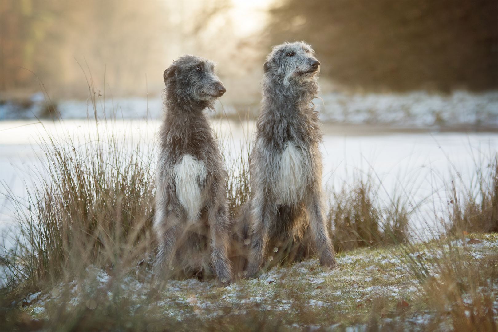 Charakterhunde